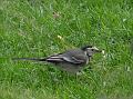 2012-0104-1130_Pied_Wagtail_7.8C